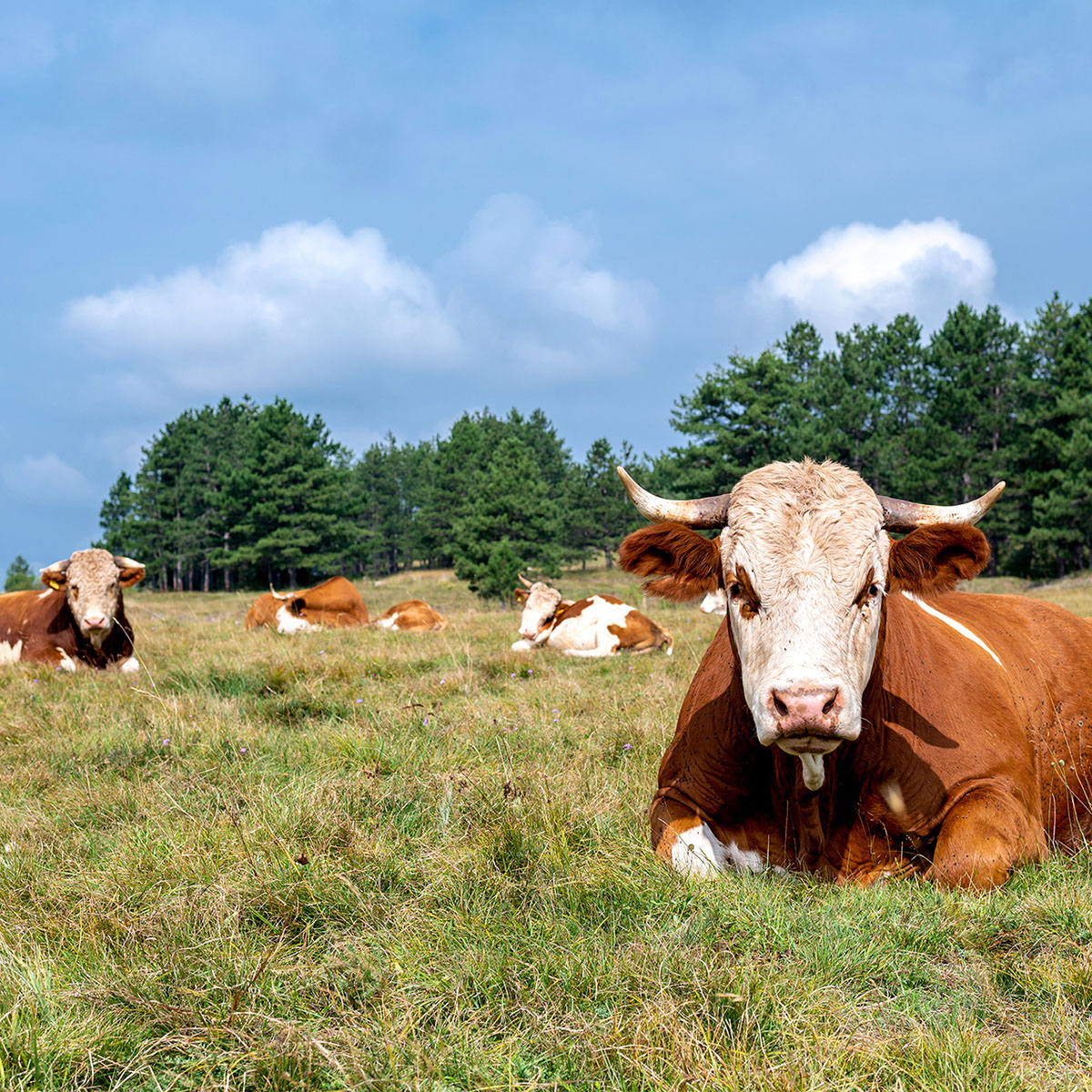 Photo boeufs champ bine-être animal LAfrance viandes responsables